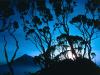 Giant Heather at Sunrise, Mount Sabinyo, Rwanda